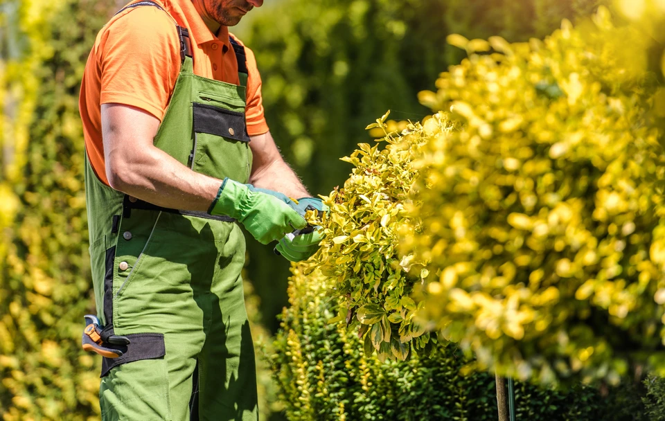 Photograph professionnelle montrant Antoine Courtois ou un artisan paysagiste vêtu professionnellement, discutant et gesticulant avec un propriétaire ou client dans un jardin en cours d'aménagement. La scène capture un moment d'échange constructif sur le projet, avec éventuellement des esquisses ou des matériaux visibles, illustrant le suivi personnalisé et l'accompagnement du projet du premier contact à la livraison. L'arrière-plan montre un espace extérieur partiellement aménagé avec des éléments typiques des services Innov'Paysage (plantations, clôture, terrassement). La composition doit transmettre la confiance, la professionnalité et le partenariat client-artisan.